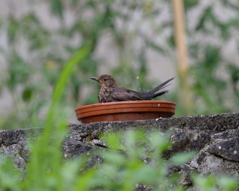 Merlette dans son bain