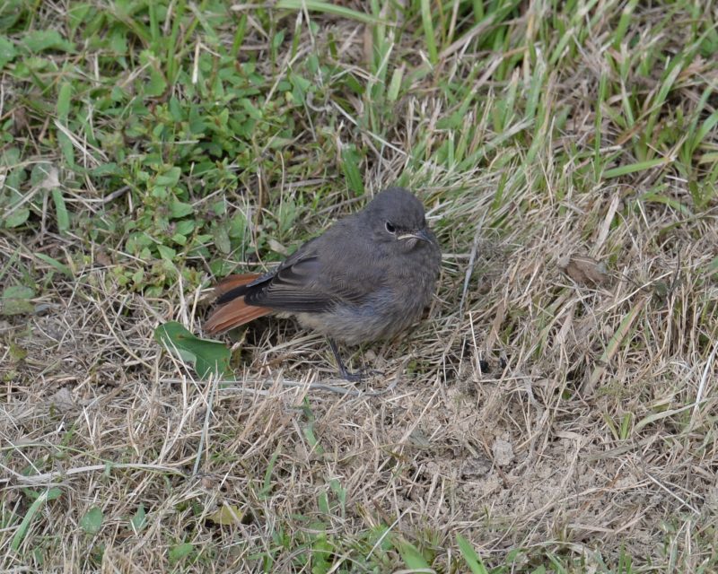 Rougequeue noir juvénile
