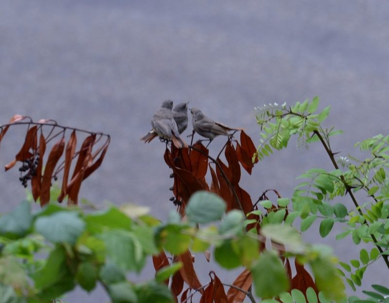 Trois Rougequeues noirs