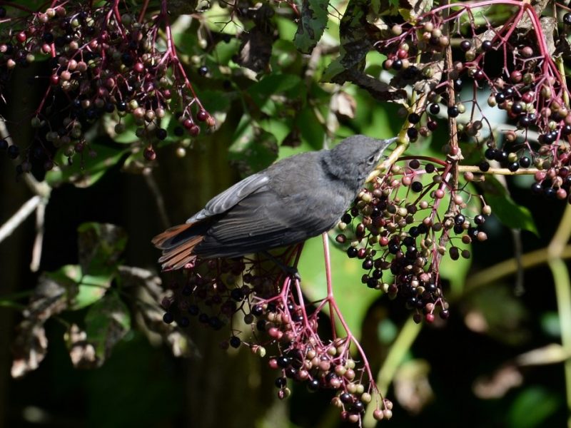 Rougequeue noir mangeant des baies