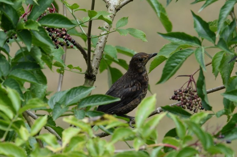 Merle noir juvénile