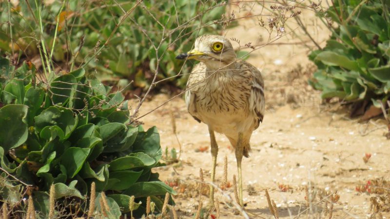 Oedicnème criard à Nador