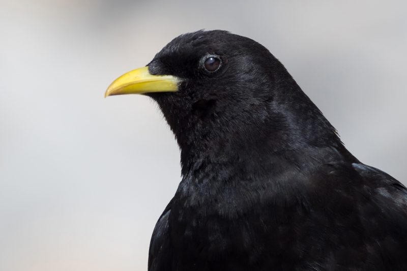 Chocard à bec jaune