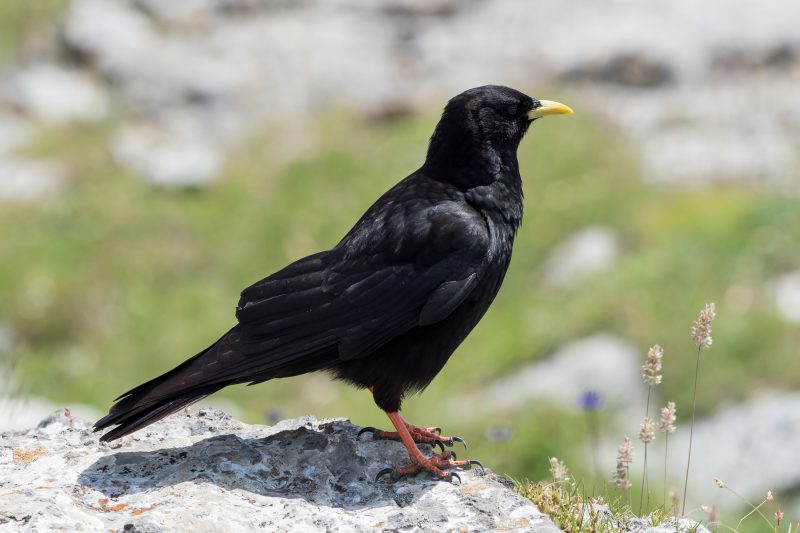 Chocard à bec jaune