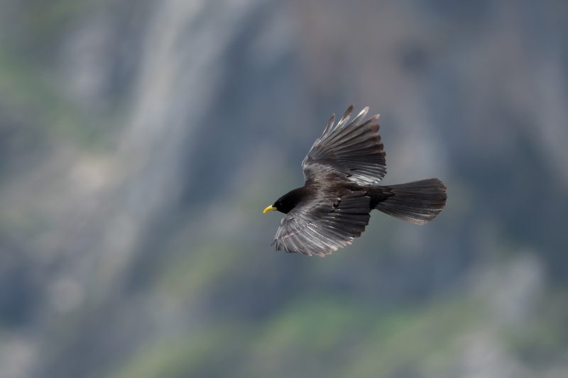 Chocard à bec jaune dans les Picos de Europa