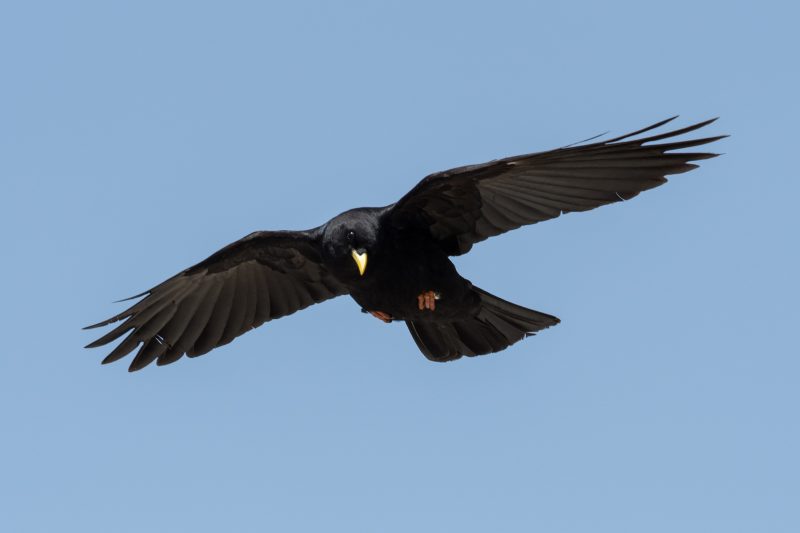 Chocard à bec jaune