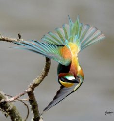 Sortie ornithologique guidée le long de la rivière Doubs