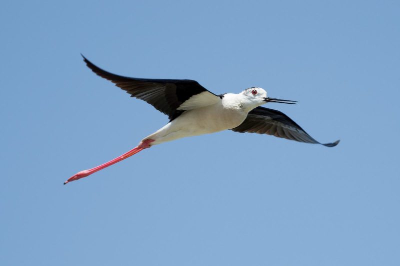 Échasse blanche dans le delta de l’Èbre