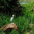 Héron cendré dans l’Allier