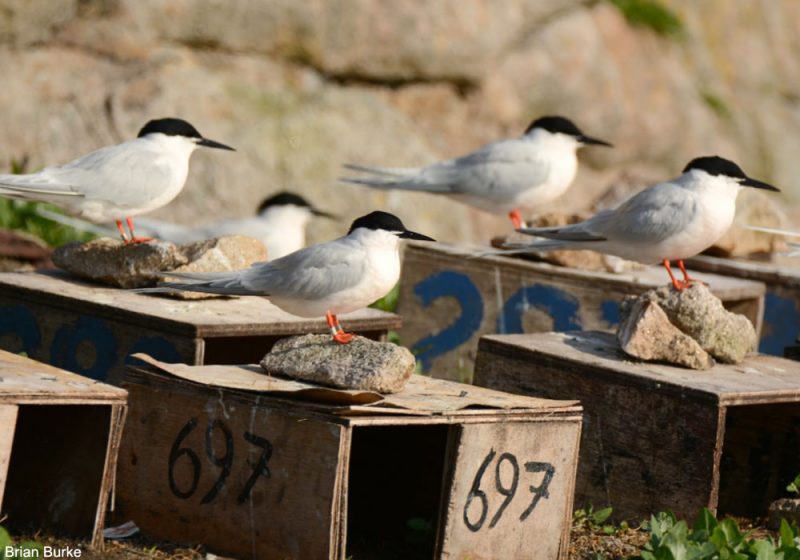 Nouveau record en 2021 du nombre de couples de la plus grande colonie européenne de Sternes de Dougall