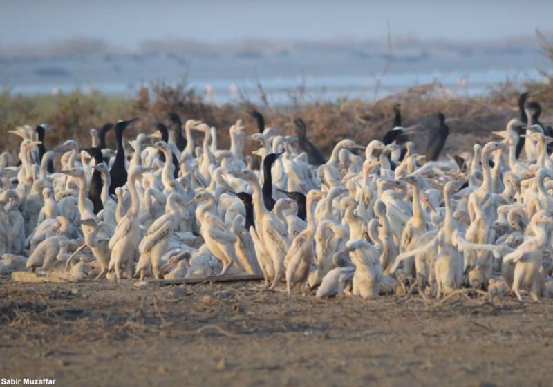 La population de Cormorans de Socotra a « explosé » aux Émirats Arabes Unis depuis 2007