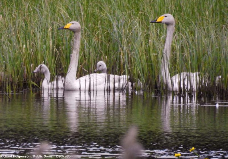 Le Cygne chanteur pourrait remplacer partiellement le Cygne tuberculé dans le sud-est de la Norvège