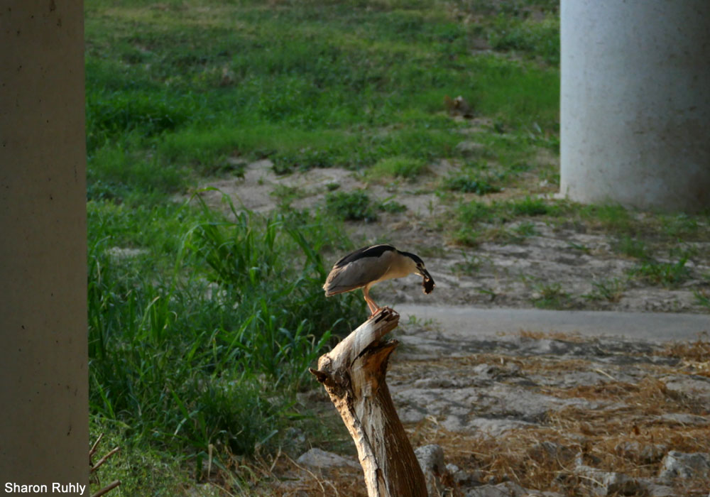 Bihoreau gris (Nycticorax nyctocorax) ayant capturé une chauve-souris