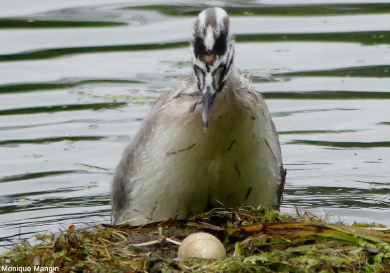 Un Grèbe huppé juvénile aide ses parents à entretenir leur nid et à couver leur œuf