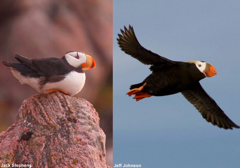 Le réchauffement climatique pourrait favoriser l’installation des Macareux huppé et cornu dans l’Atlantique Nord