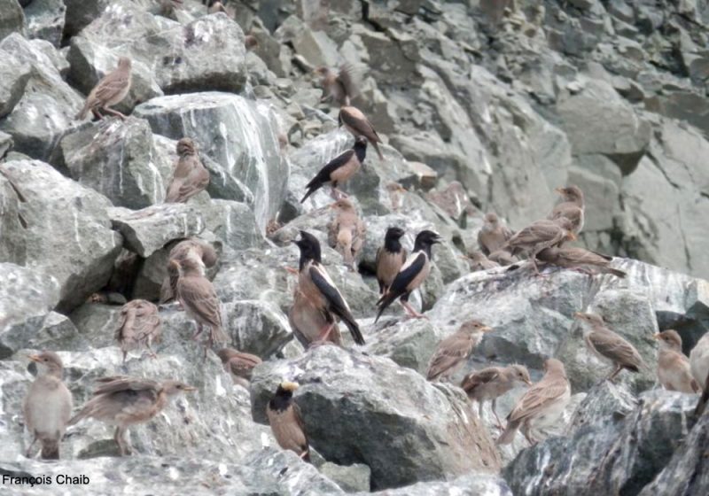 L’Étourneau roselin a niché pour la première fois en France en 2020
