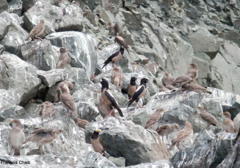 Étourneaux roselins (Pastor roseus) adultes et juvéniles