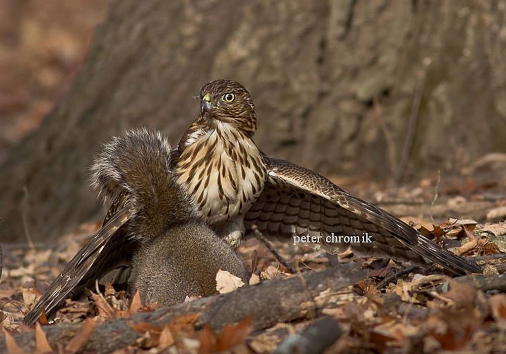 Épervier de Cooper (Accipiter cooperii) juvénile