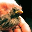 Comment nourrir un oisillon tombé du nid ?