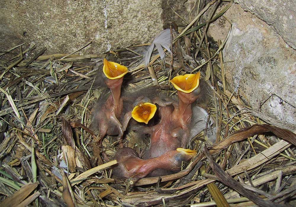 Famille D'oiseaux Dans Une Petite Maison Pour Les œufs Dans La Nature