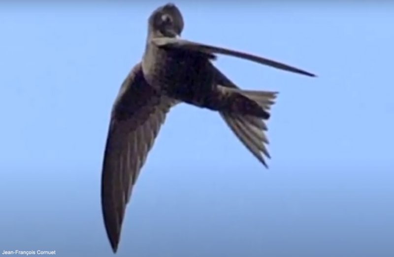 Comment les oiseaux font-ils leur toilette en vol ?