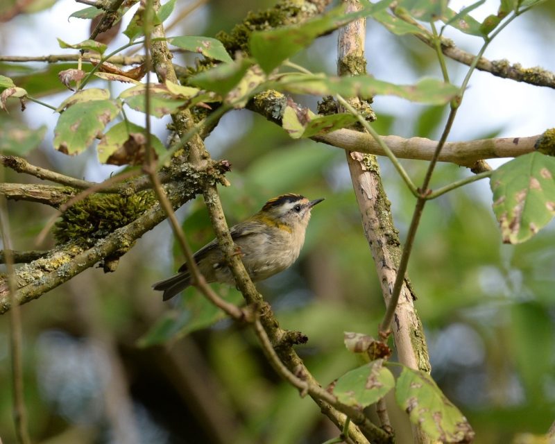 Roitelet triple-bandeau