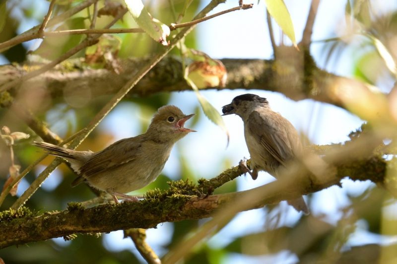 Fauvette à tête noire nourrissant son jeune