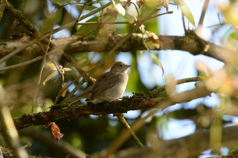 Jeune Fauvette à tête noire