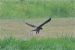 5-Busard des roseaux | Circus aeruginosus | Western Marsh Harrier