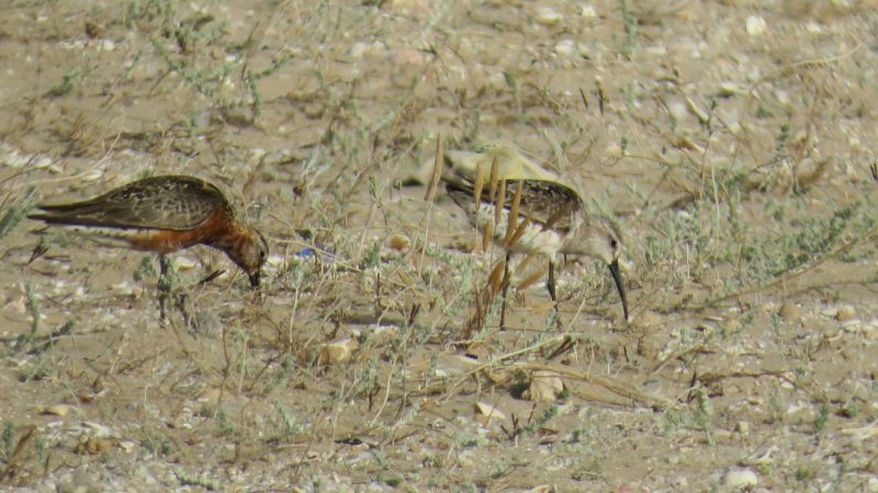 Bécasseau cocorli sur la lagune de Nador