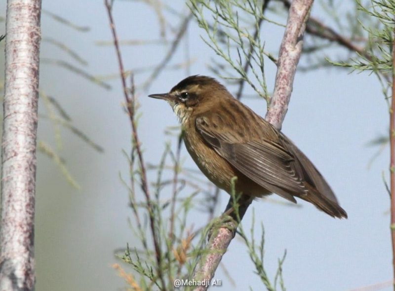 Luscinole à moustaches en Algérie