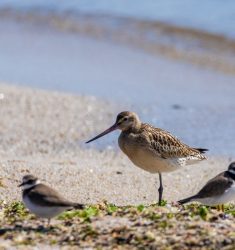 Sortie ornithologique guidée dans l’estuaire de l’Orne