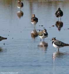 Portes Ouvertes du parc ornithologique Terres d’Oiseaux