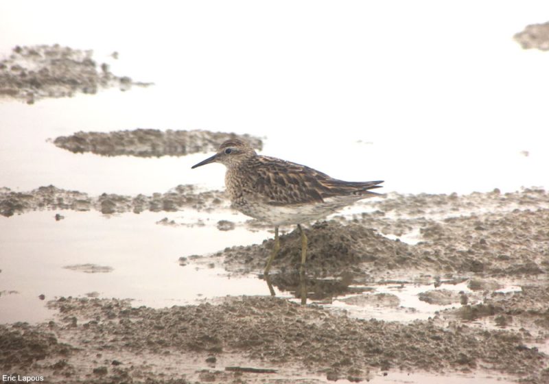 Comment distinguer les Bécasseaux à queue pointue et tacheté ?