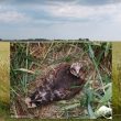 Première nidification en 2020 d’un couple de Busards pâles en France