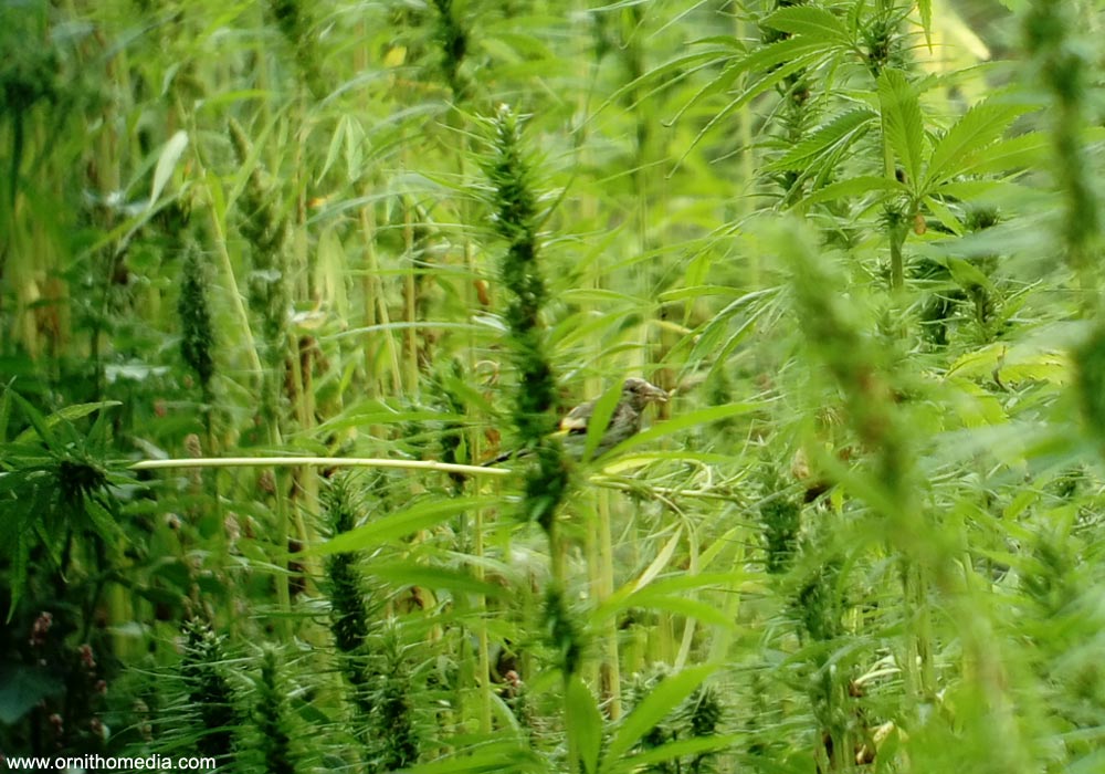 Jeune Chardonneret élégant (Carduelis craduelis) se nourrissant de graines de Chanvre cultivé (Cannabis sativa L.)
