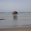 Où observer les oiseaux dans l’estuaire de la Loire (Loire-Atlantique) ?