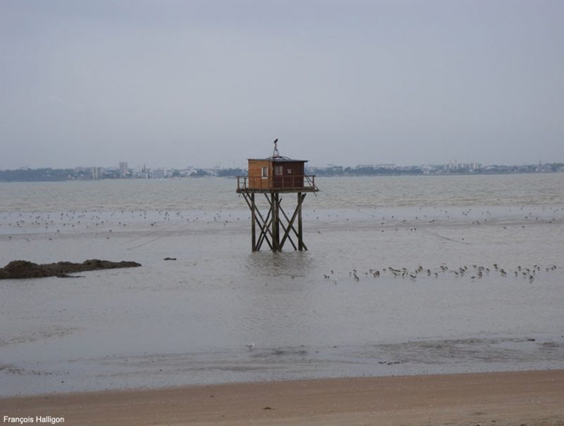 Où observer les oiseaux dans l’estuaire de la Loire (Loire-Atlantique) ?
