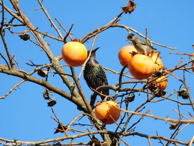 Fauvette à tête noire et Étourneau sansonnet mangeant des kakis
