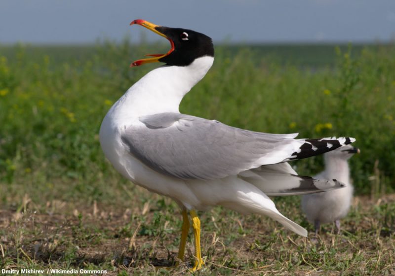 Le Goéland ichthyaète semble désormais être établi dans le delta du Danube