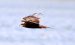 1-Busard des roseaux | Circus aeruginosus | Western Marsh Harrier