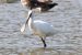 2-Spatule blanche | Platalea leucorodia | Eurasian Spoonbil