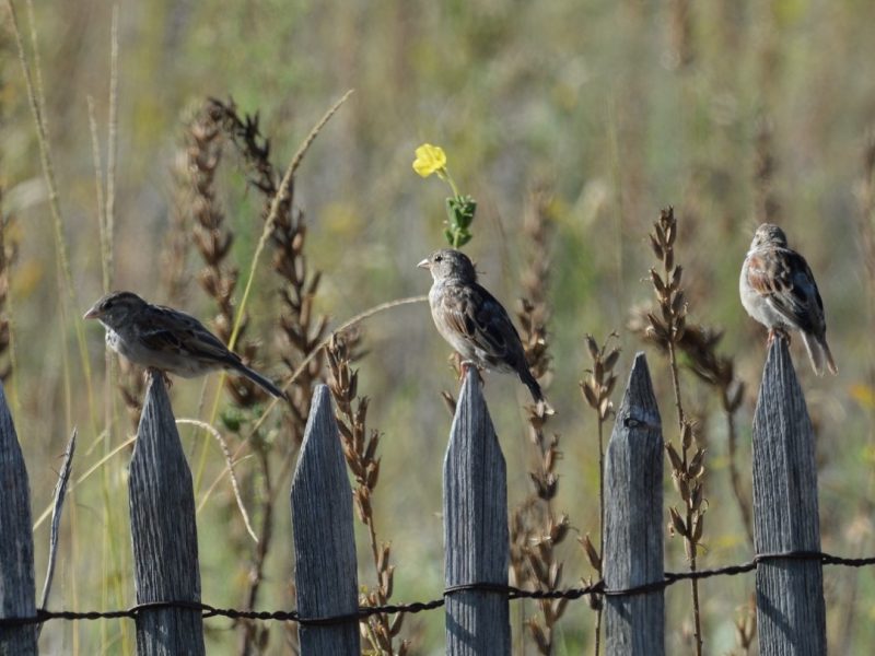 Petite réunion de Moineaux domestiques