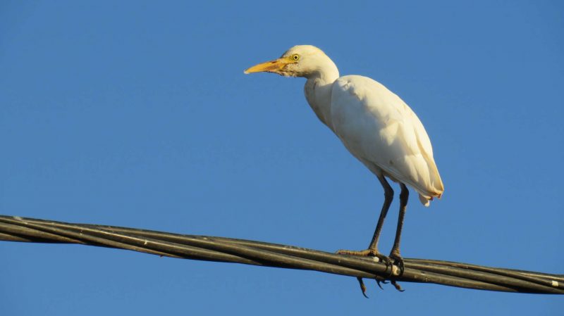 Héron garde-bœufs près des champs au Maroc