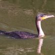 Grand Cormoran sur le lac de Grand-Lieu