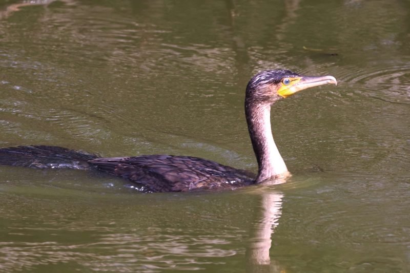 Grand Cormoran sur le lac de Grand-Lieu