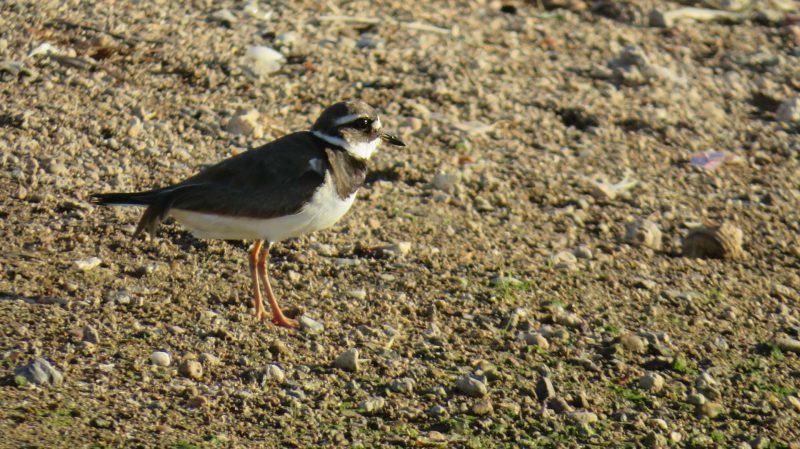 Grand Gravelot au bord de la lagune de Nador