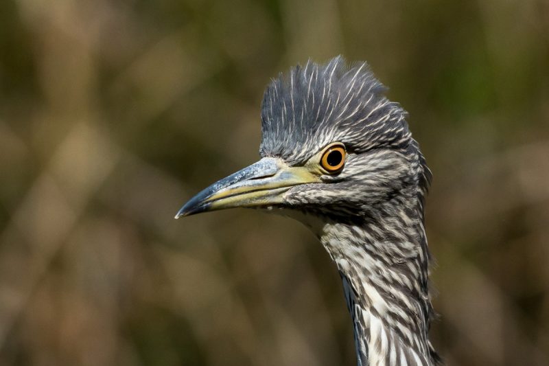 Bihoreau gris juvénile