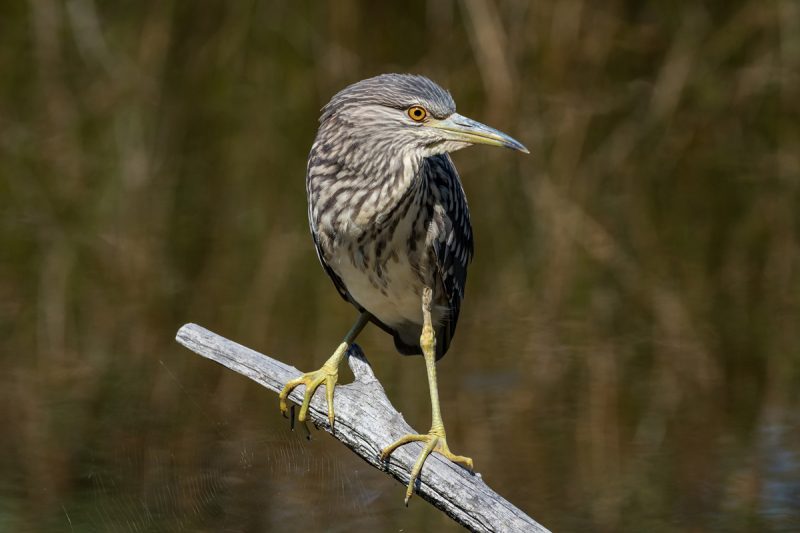 Bihoreau gris juvénile
