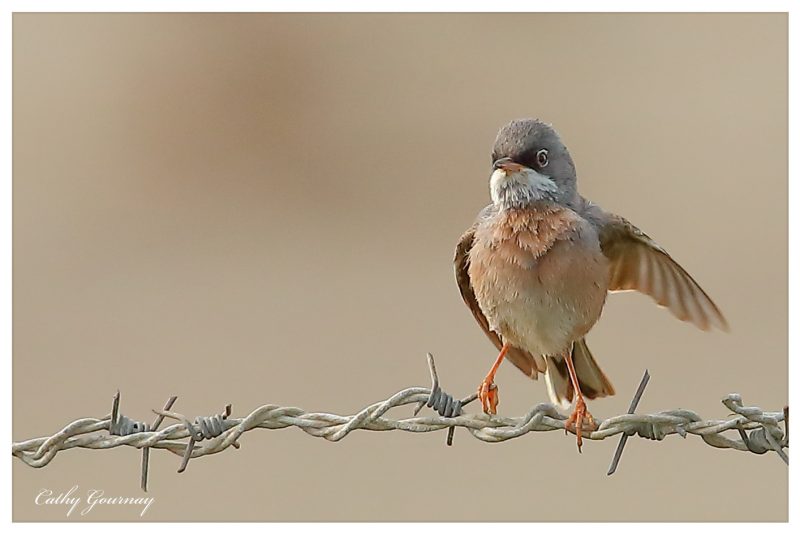 Fauvette à lunettes en Camargue